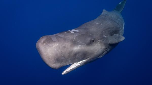 Ocean philanthropy: small sums for a&hellip;