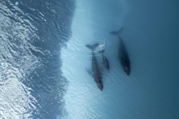 10% of the ocean is protected. Now just&hellip;