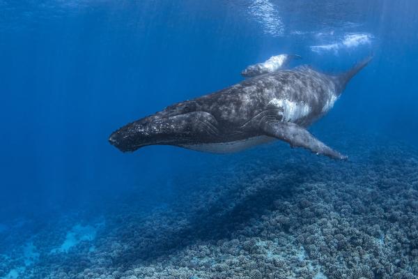 International Whaling Commission rejects&hellip;