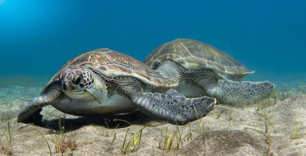 photo of With its first marine reserve, Ghana protects its ocean to secure its future (commentary) image