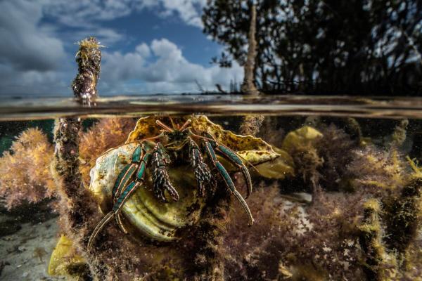 Mangroves keep waves at bay. A new study&hellip;