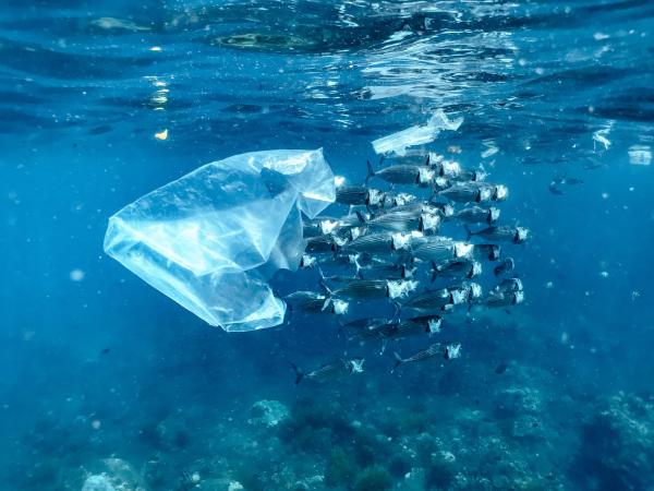 Microplastics documented for first time…