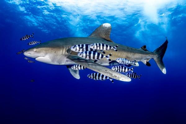 ‘Super big deal’: High seas treaty…