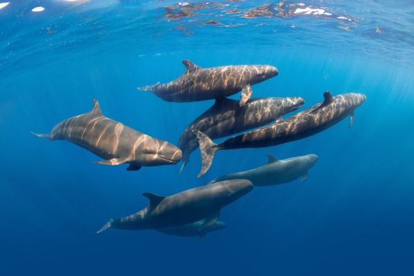Why the BBNJ treaty on marine…