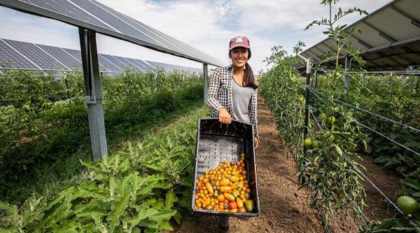 Agrivoltaic Company Okovate Acquires&hellip;