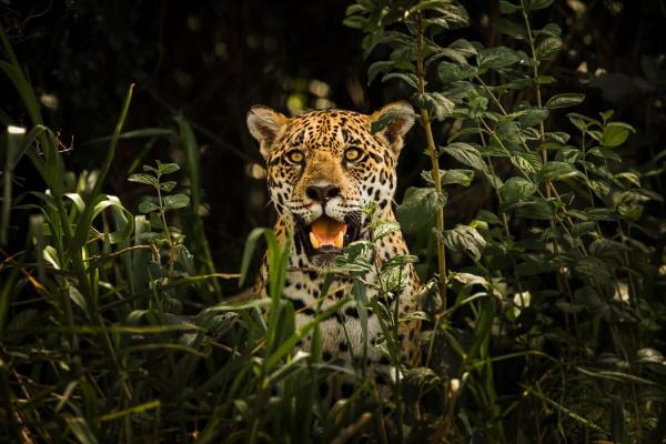 In Brazil’s Pantanal, too many…