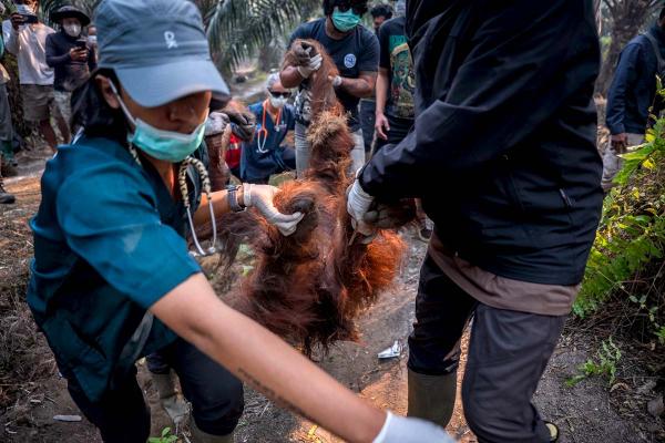 ‘There could be local extinction’:&hellip;