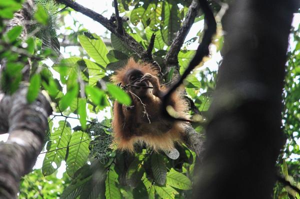 Environmental group intervenes in…