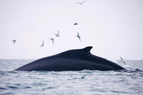 Charting Whale ‘Superhighways’ for…