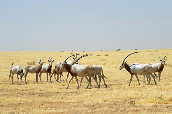 US NGO signs deal to manage huge nature…