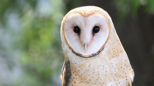 Visiting Oregon? You may soon have to&hellip;