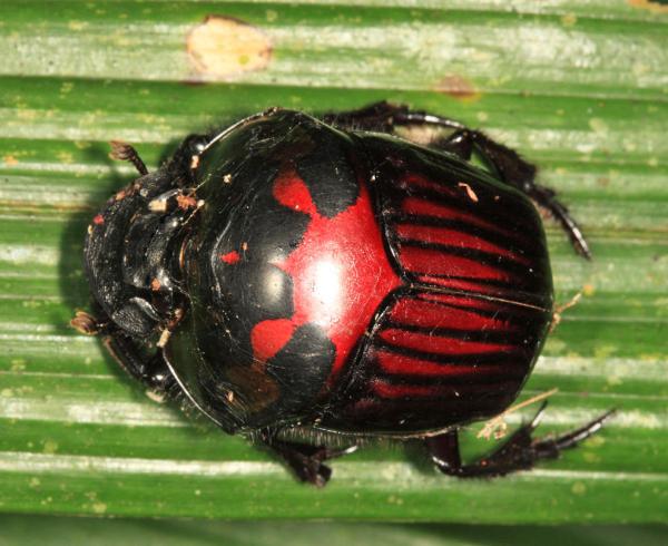 Gold mining damages dung beetle&hellip;