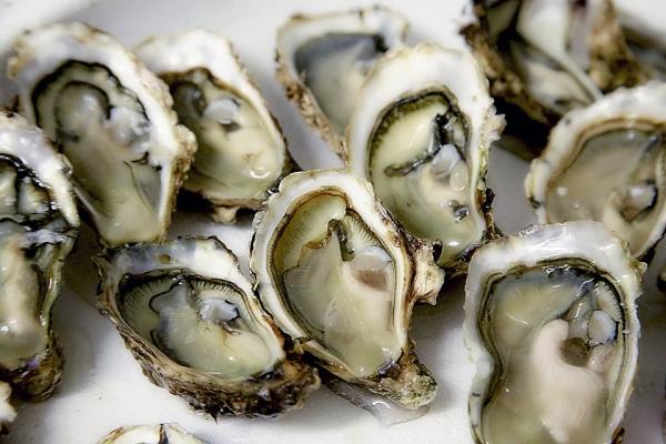 Oysters could help fight climate change,…
