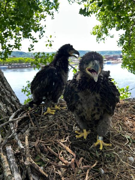Bald eagles help scientists map&hellip;