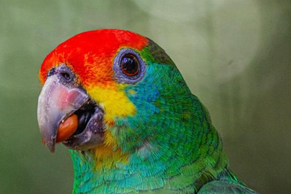 Rare parrots return to Atlantic Forest…