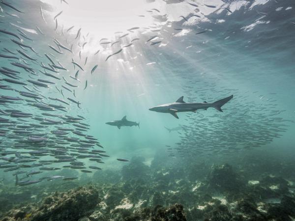 Winners of the annual Mangrove Photography Awards: See the…