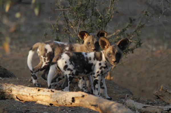 African wild dogs break the carnivore&hellip;