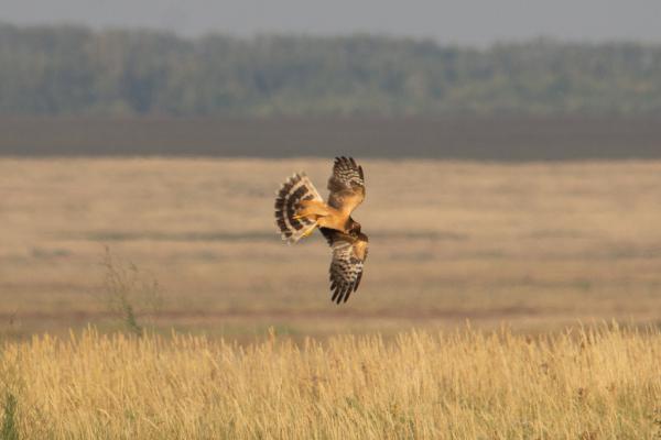 ‘Birds know no borders’: Interview…