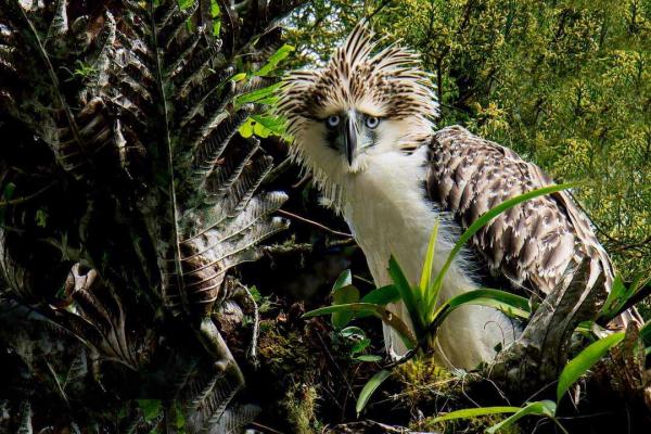 photo of Indigenous forest stewards watch over one of the world’s rarest raptors image