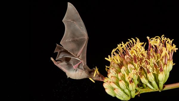 The bats that pollinate for tequila:&hellip;
