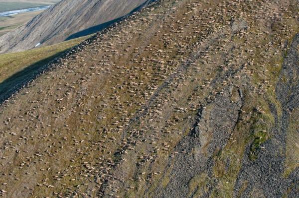 The biologists racing to count Porcupine…