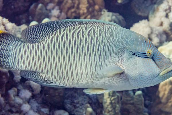 Endangered humphead wrasse gets a…