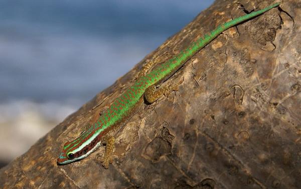 Réunion’s ‘rarest’ gecko…