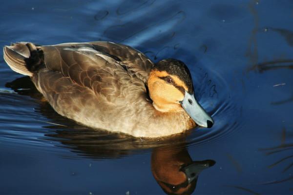 Energy crisis revives push to drill in&hellip;