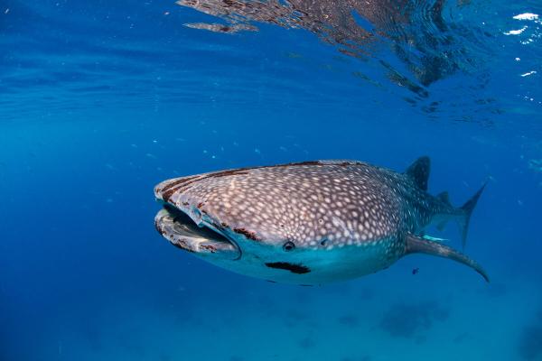 Countries seek urgent CITES protection…
