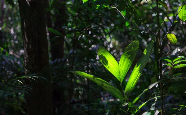 Undiscovered Amazon drugs could be…