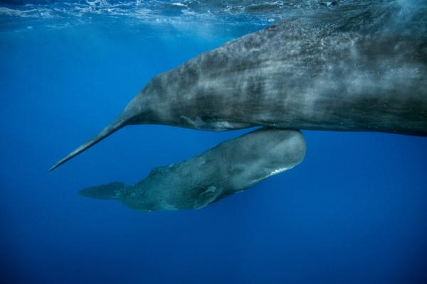 Inside a Rare Sperm Whale Birth Reshaping How Scientists&hellip;