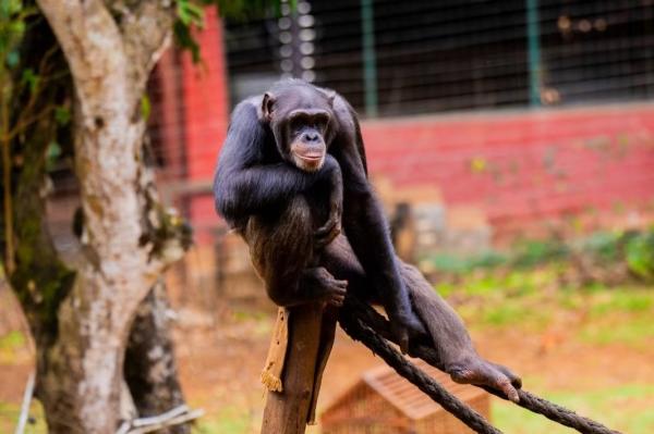 Conserving Sierra Leone’s western&hellip;