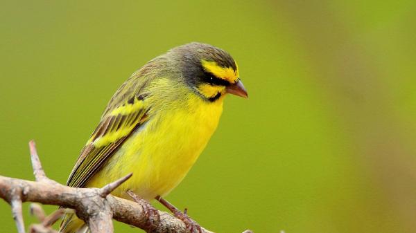 Nearly a million birds shipped from…