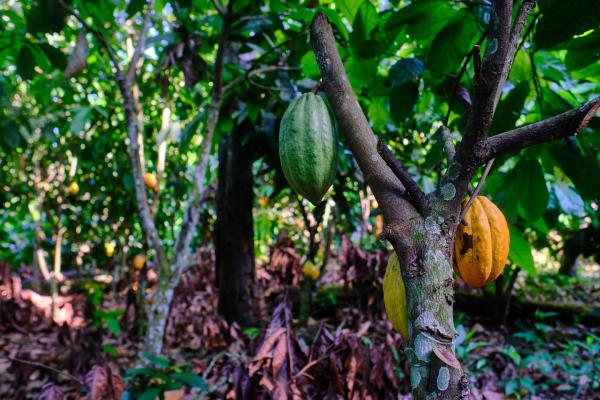 Forests in Liberia are falling to cocoa,&hellip;