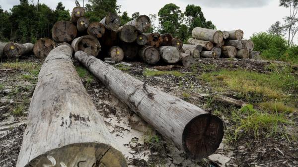 EU deforestation law nudges timber&hellip;