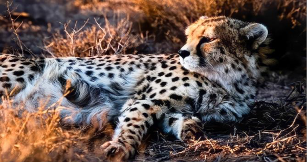 War on Iran may threaten conservation of…