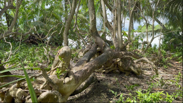 Rare fungi help restore Palmyra Atoll&hellip;