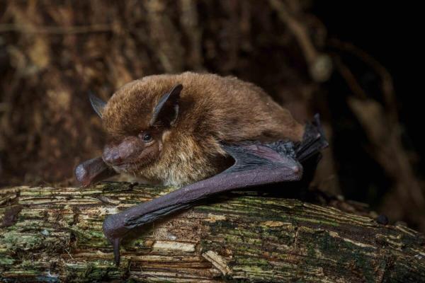 World’s 1,500th known bat species…