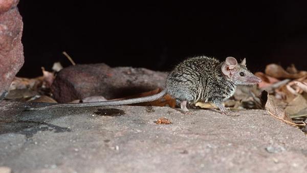Tiny new marsupial species, not seen in two decades,…