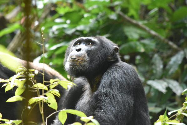 photo of When a chimp community lost its males, it also lost part of its love language image