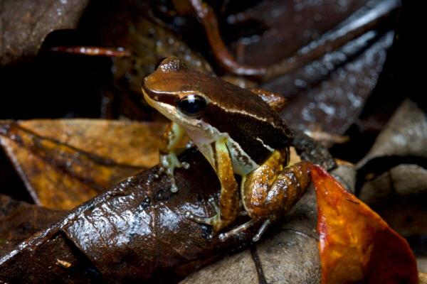In Panama, poison dart frog move brings…