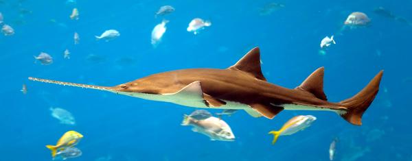 Sawfish in Sri Lanka may be ‘functionally extinct,’ but&hellip;