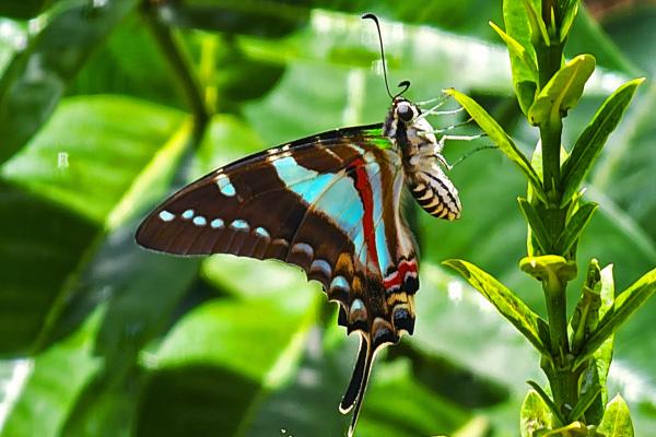 US proposes endangered species&hellip;