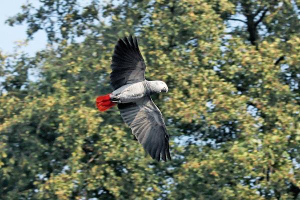 DRC finally moves to protect African…