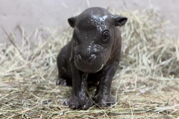 Rare pygmy hippo born in Kansas zoo offers hope for endangered species