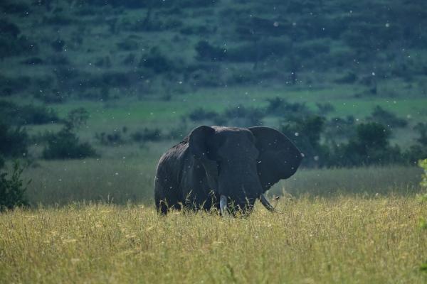 At Yerevan’s COP17 biodiversity…