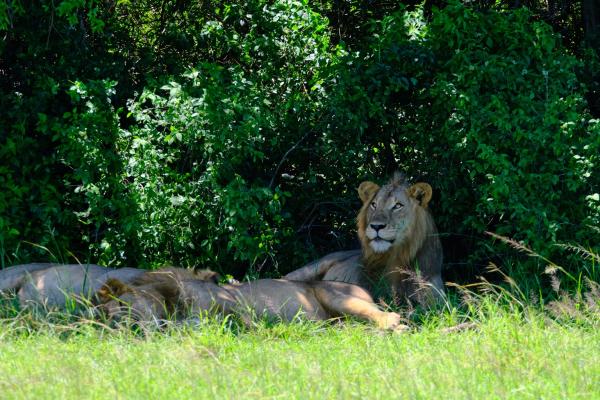 photo of Uganda and NGO to co-manage sector of national park home to tree-climbing lions image