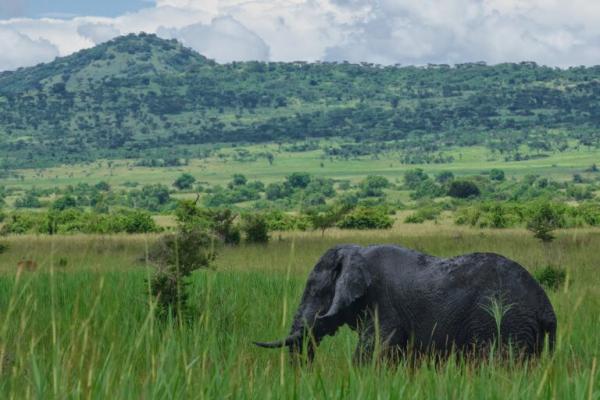 For Ugandan farmers, good fences make…