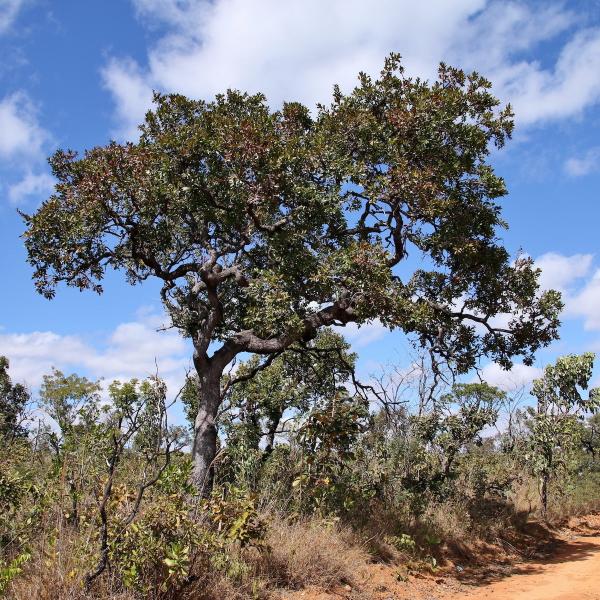 World’s Most Diverse Savanna Dominated…