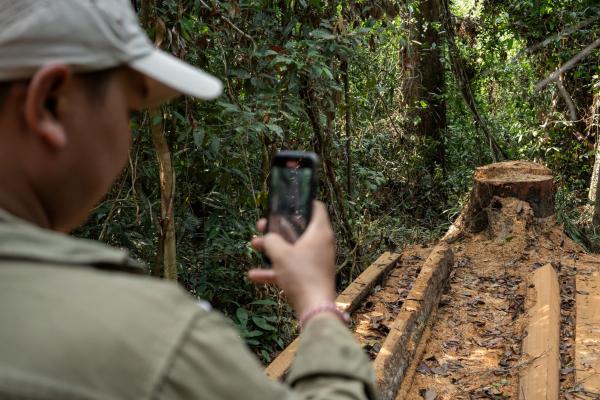 Illegal timber imports from Cambodia,…